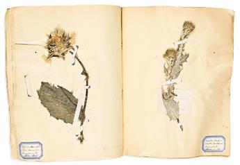 (BOTANICAL -- SPECIMEN BOOK.) Large album of over 100 scientifically-labeled dried and mounted thistle and daisy varieties.                      